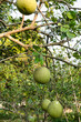 Ripe Pomelo Fruits Hang On The Trees In The Citrus Garden