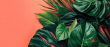 Fototapeta Big Ben - Philodendron tropical leaves on coral color background