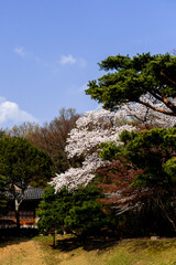 Wall Mural - The beautiful and colorful landscape of spring field covered with flower and green trees.