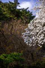 Wall Mural - The beautiful and colorful landscape of spring field covered with flower and green trees.