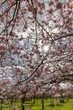 Kirschblüten Potsdam Berlin Mauerweg