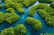 Carbon neutral concept  drone view of dense mangrove forest capturing co2 for net zero emissions