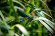Blue dragonfly in the garden