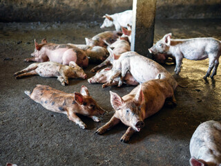 Wall Mural - Masses Breeder pig with dirty body, Many Pig's body.Big pig on a farm in a pigsty, young big crowd domestic pig at animal farm indoors