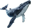 Oceanic Giant: Humpback Whale in the Deep Blue
