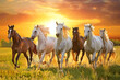 Horses running on field on sunset