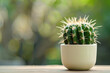 Small green cactus in white pot on table