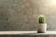 Small green cactus in pot on table with brown background