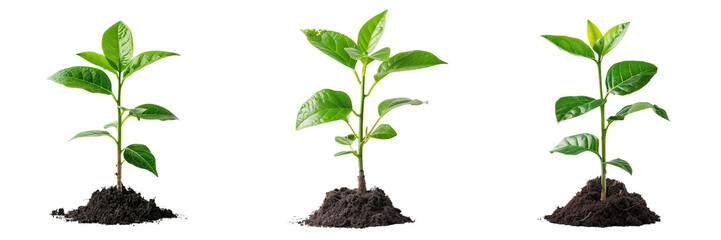 Green plant growing from the ground isolated on transparent background