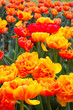 Orange and yellow tulips in spring.