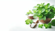 Fresh green organic sprigs of mint, Peppermint, Spicy herbs, Seasoning with white background, generative ai