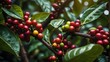 Fresh Arabica coffee berries. Organic coffee farm. Ai Generative.