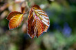 Copper Beech, Fagus Sylvatica Atropunicea, leaves emerging in springtime