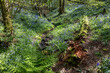 Bluebells flowering in springtime in a wood in East Sussex