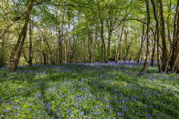 Wall Mural - Bluebells flowering in springtime in a wood in East Sussex