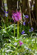 Early Purple Orchid flowering in springtime in a wood in East Sussex