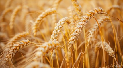 Poster - A close-up of ripe wheat ears swaying gently in the breeze, symbolizing the abundance and prosperity of grain harvests in fertile fields.