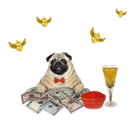 Wall Mural - Dog pug near money and champagne 2