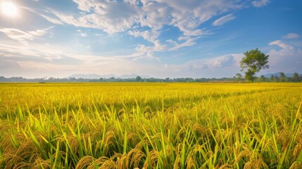 Poster - A golden rice field stretching to the horizon under a blue sky, capturing the beauty and tranquility of rural agricultural landscapes.