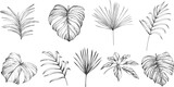 Fototapeta Perspektywa 3d - Leaves isolated on white collection. Tropical leaves set. Hand drawn illustrations set.