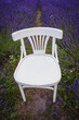 Lavender fields surround a white vintage chair in the middle of them