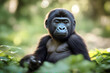 Baby gorilla 1 wild primate animal rainforest uganda bush forest impenetrable nature natural jungle wildlife africa
