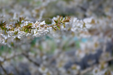 Wall Mural - White cherry blossoms isolated on blue sky background.