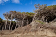 tomboli nature reserve of cecina maritime pine on the sea of marina di cecina