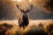 deer stag morning Red sunlight background roar oak tree animal fall silhouette antler mist hunting autumn roaring timberland nature