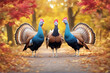 feather turkeys colorful full Two splay male tom wild bird colourful turkey avian closeup gobbler horizontal animal