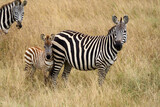 Fototapeta Młodzieżowe - Zebra with a cub standing in the savannah