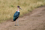 Fototapeta Młodzieżowe - Marabou stork bird standing on a path