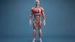 Anatomy of the muscular system of a man - anterior view