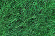 close up of decorative green  grass background