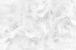 close up of white feathers detail  background