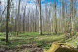 Fototapeta Sawanna - Picture in a marshy forest in spring