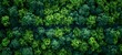 Forest narrow street road, Adventure road through green forest nature, Forest top view from above. generative ai