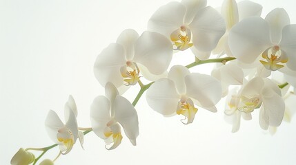 Poster - A close up of a white flower in a vase. Suitable for home decor