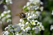 Biene auf blühender Gänsekresse