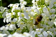 Biene auf blühender Gänsekresse