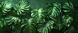 A tropical monstera leaf on a green background. A summer nature concept in 3D.