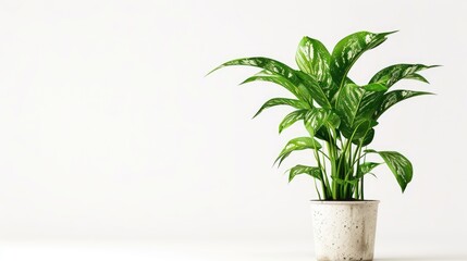 Aufkleber - A simple potted plant on a clean white table, suitable for various interior design concepts