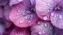 Close-up Of Purple Flowers Covered In Water Droplets, Perfect For Nature Backgrounds