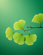 Green ginkgo biloba leaves isolated on green background. 