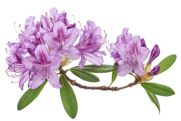 Wall Mural - A close up of a purple flower on a branch. Ideal for nature and gardening concepts