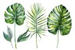Beautiful tropical leaves painted in watercolors, perfect for botanical designs