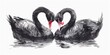 Two black swans creating a heart shape with their necks. Suitable for love and romance concepts