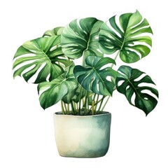 A watercolor painting of a monstera deliciosa plant in a white pot.