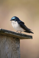 Tree swallow perched on a birdhouse during a spring season at the Pitt River Dike Scenic Point in Pitt Meadows, British Columbia, Canada