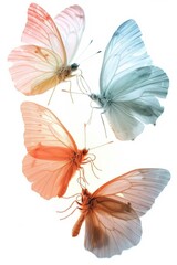 Poster - Group of butterflies resting on a white surface. Perfect for nature-themed designs